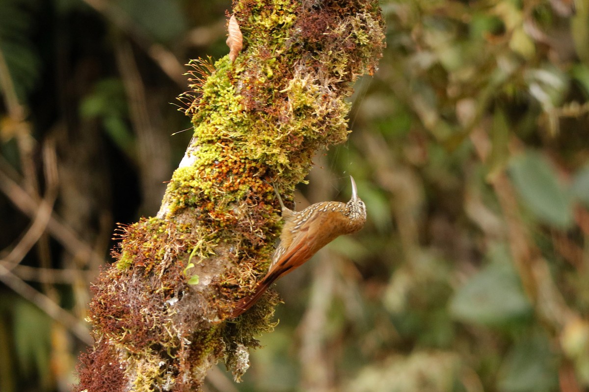 Montane Woodcreeper - ML342369981