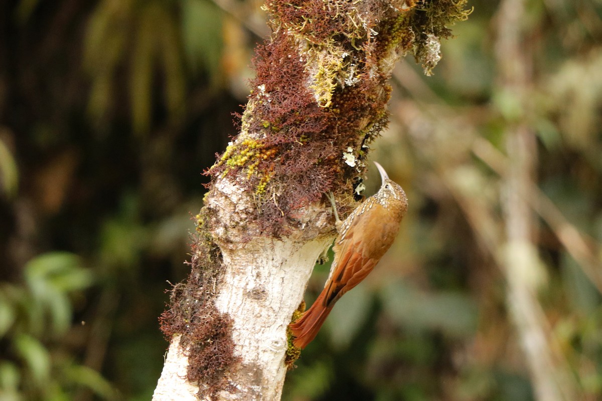 Montane Woodcreeper - ML342371181