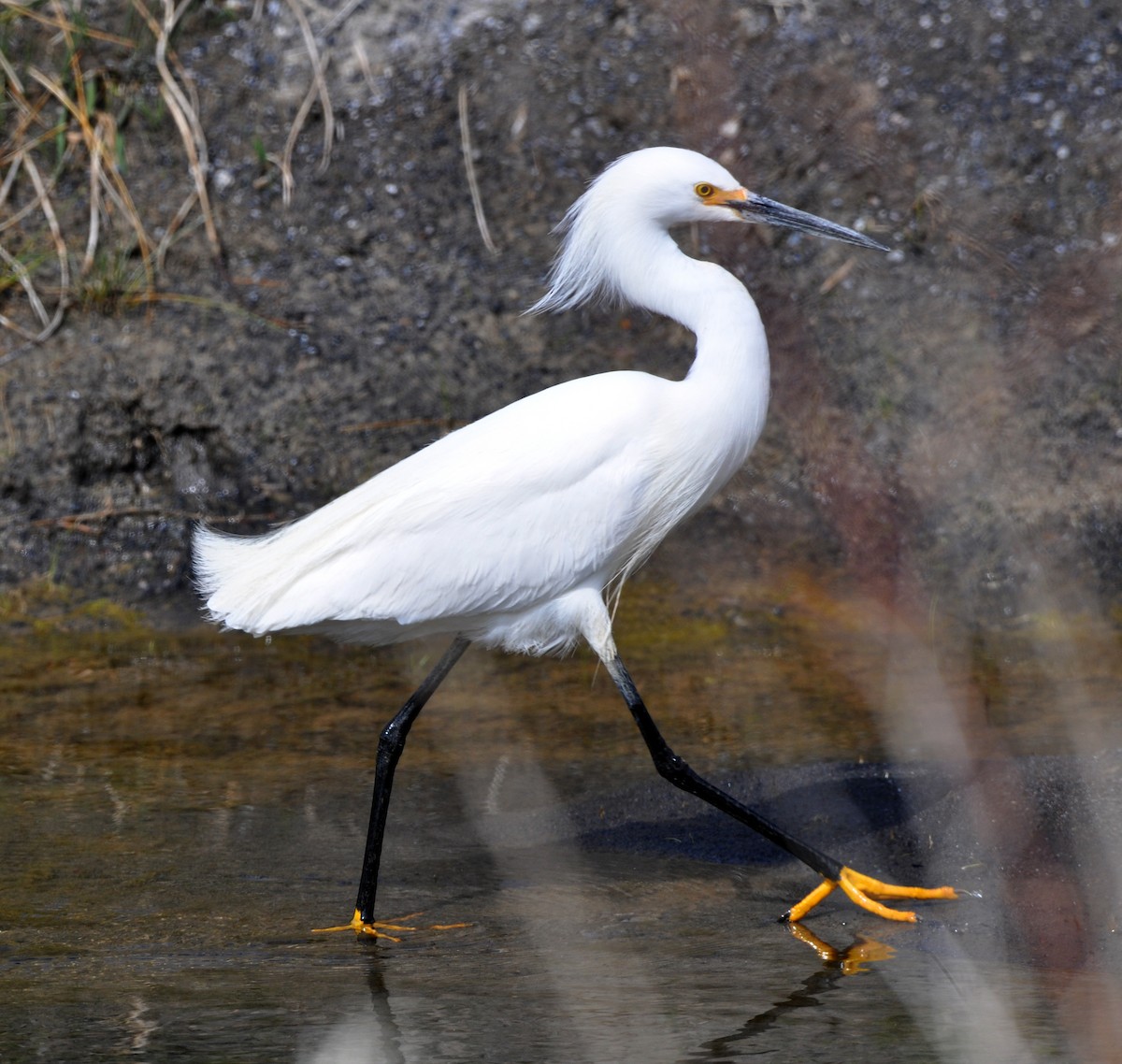 Snowy Egret - ML342371601