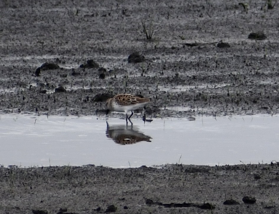 Sanderling - ML342371911