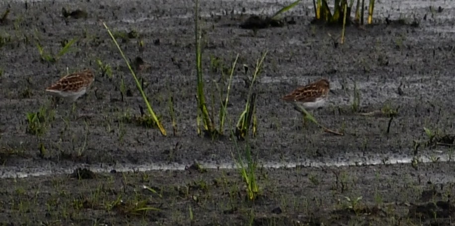 Sanderling - ML342371921