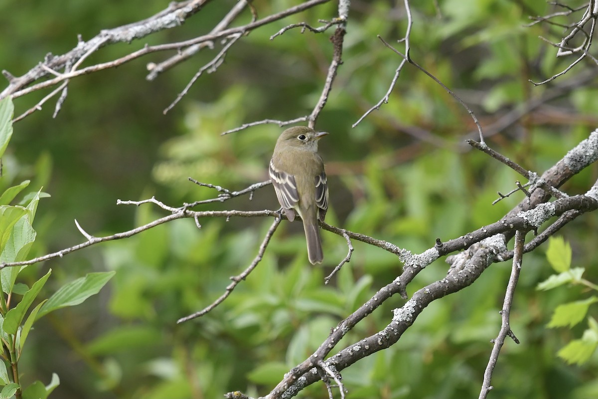 Least Flycatcher - Christiane Hébert