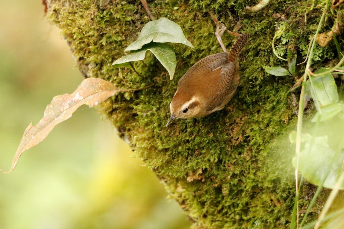 Mountain Wren - ML342373511