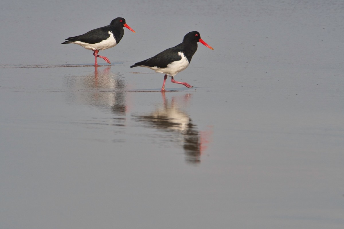 Pied Oystercatcher - Paul Hastings