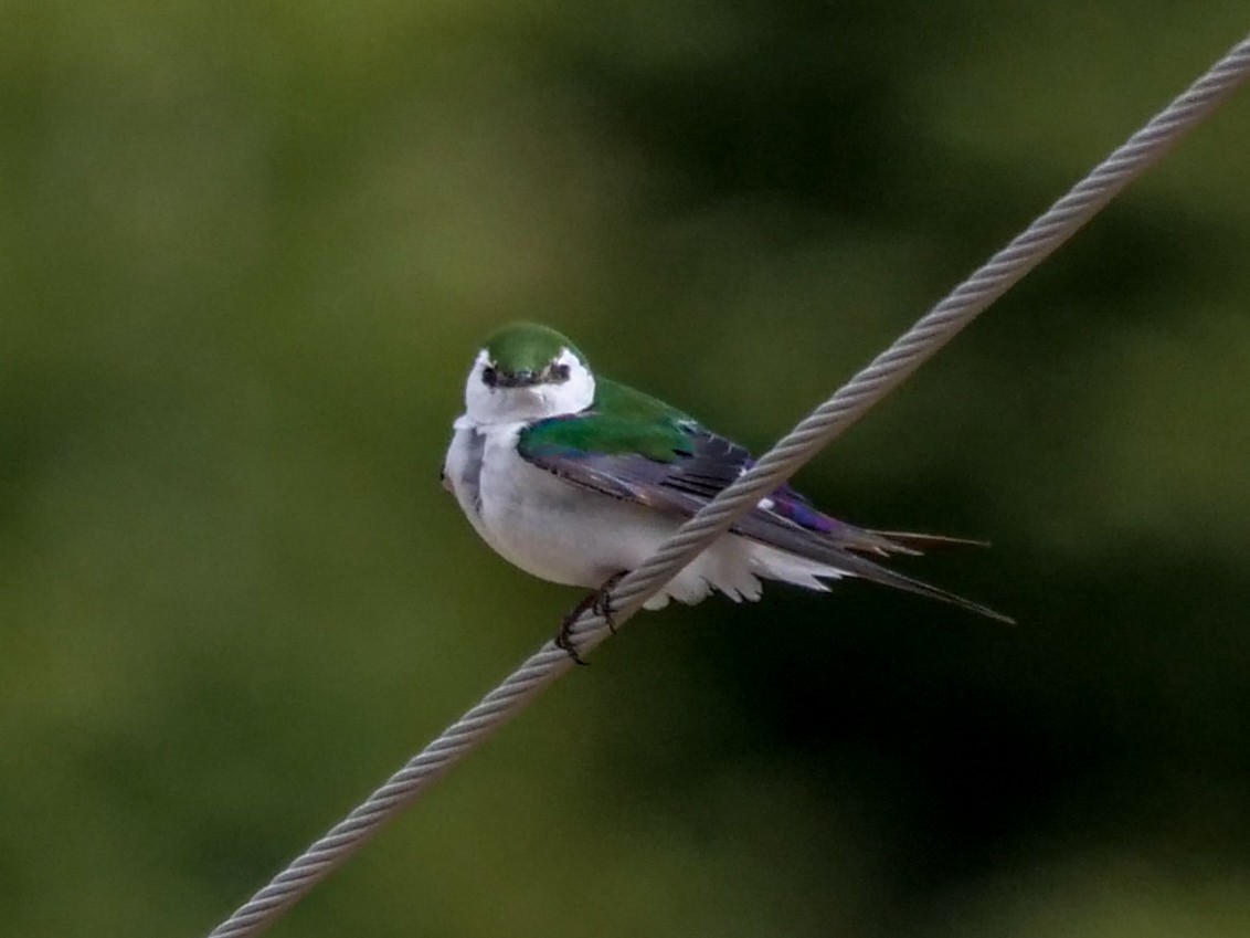 Violet-green Swallow - ML342377191