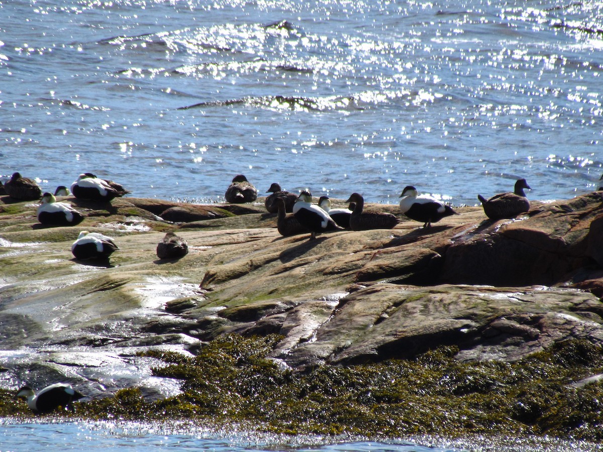 Common Eider - ML342377261