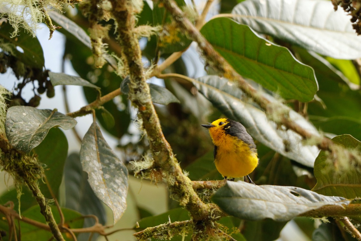 Golden-fronted Redstart - ML342377291