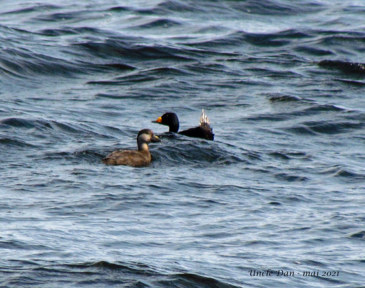 Black Scoter - ML342377361