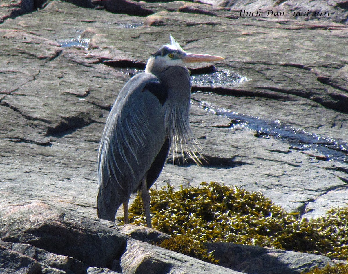 Great Blue Heron - ML342377611