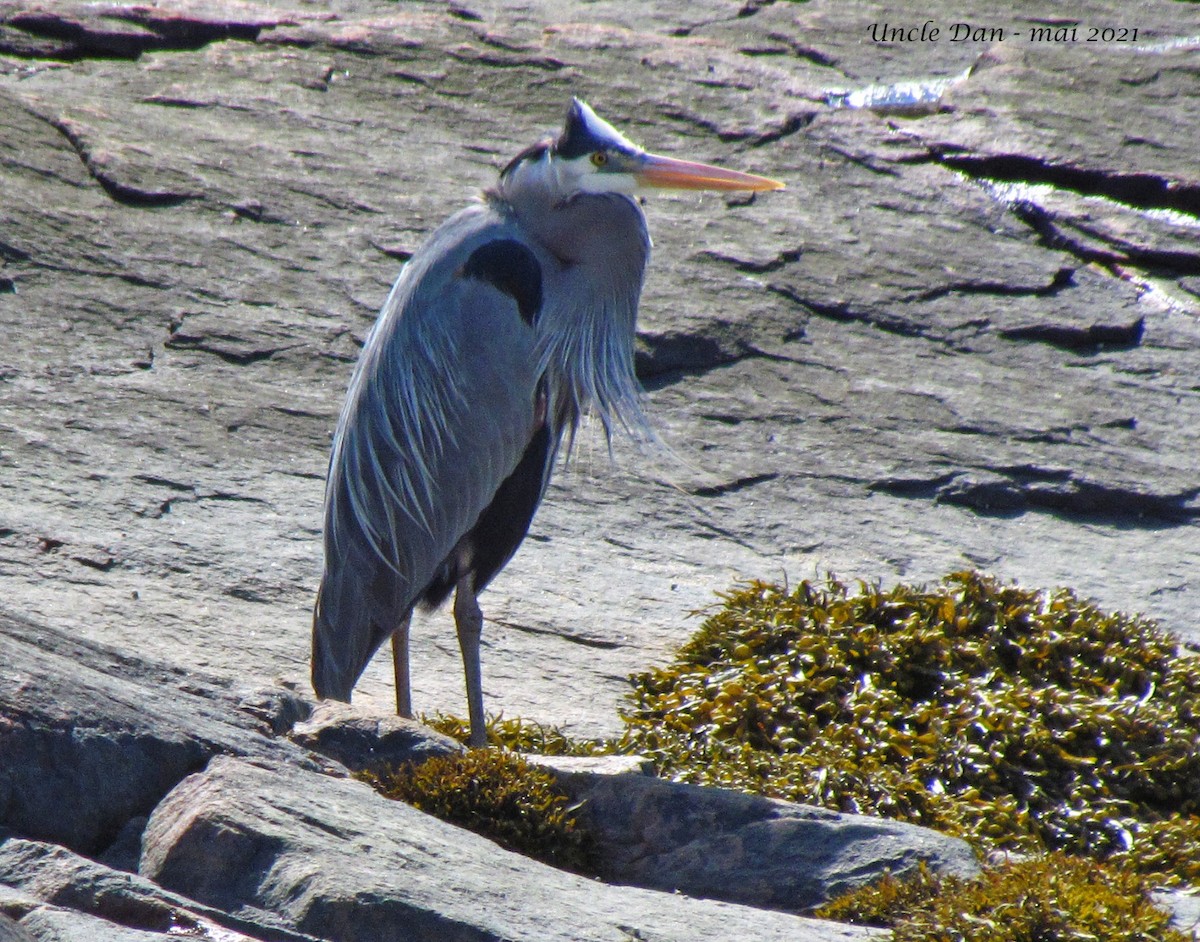 Great Blue Heron - Daniel Demers 🦉