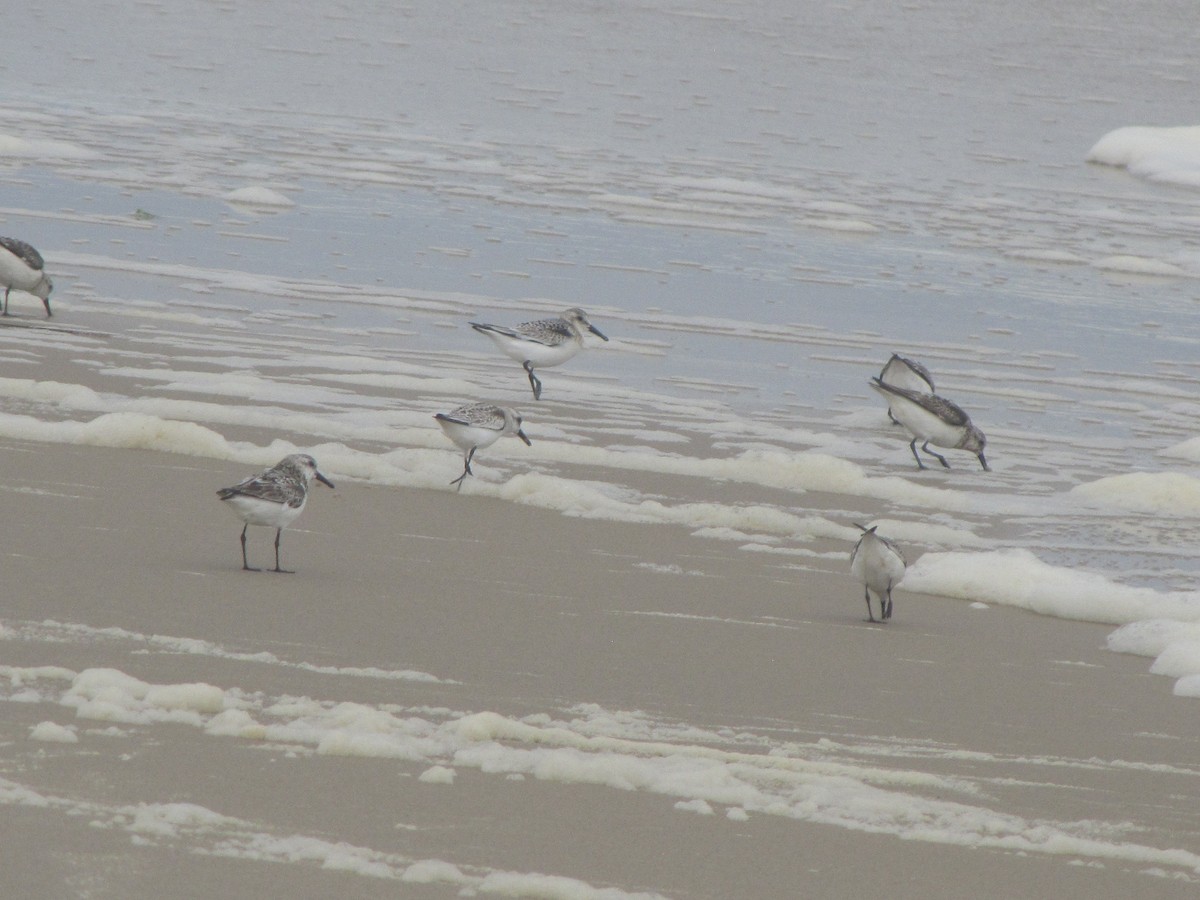 Sanderling - Barbara Bennett