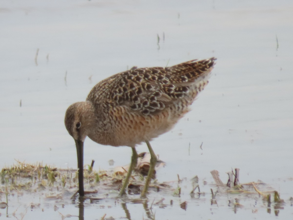 Long-billed Dowitcher - ML342380871