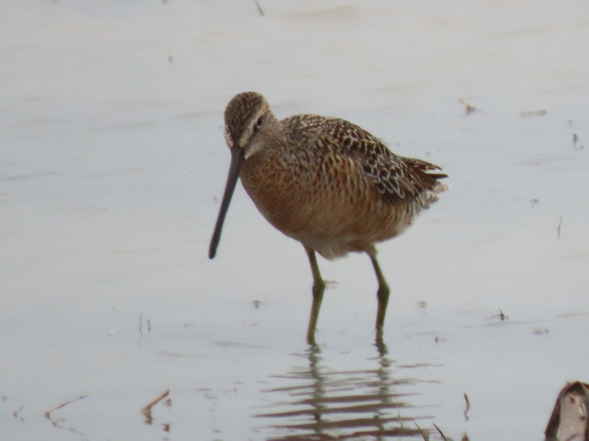 Long-billed Dowitcher - ML342380891