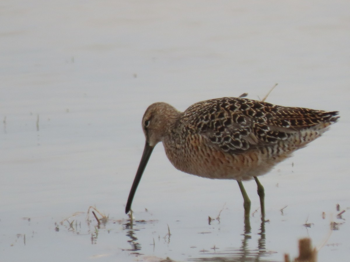 Long-billed Dowitcher - ML342380901