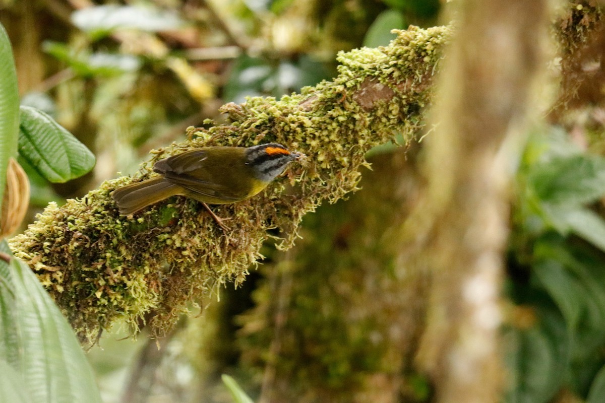 Russet-crowned Warbler - ML342381191