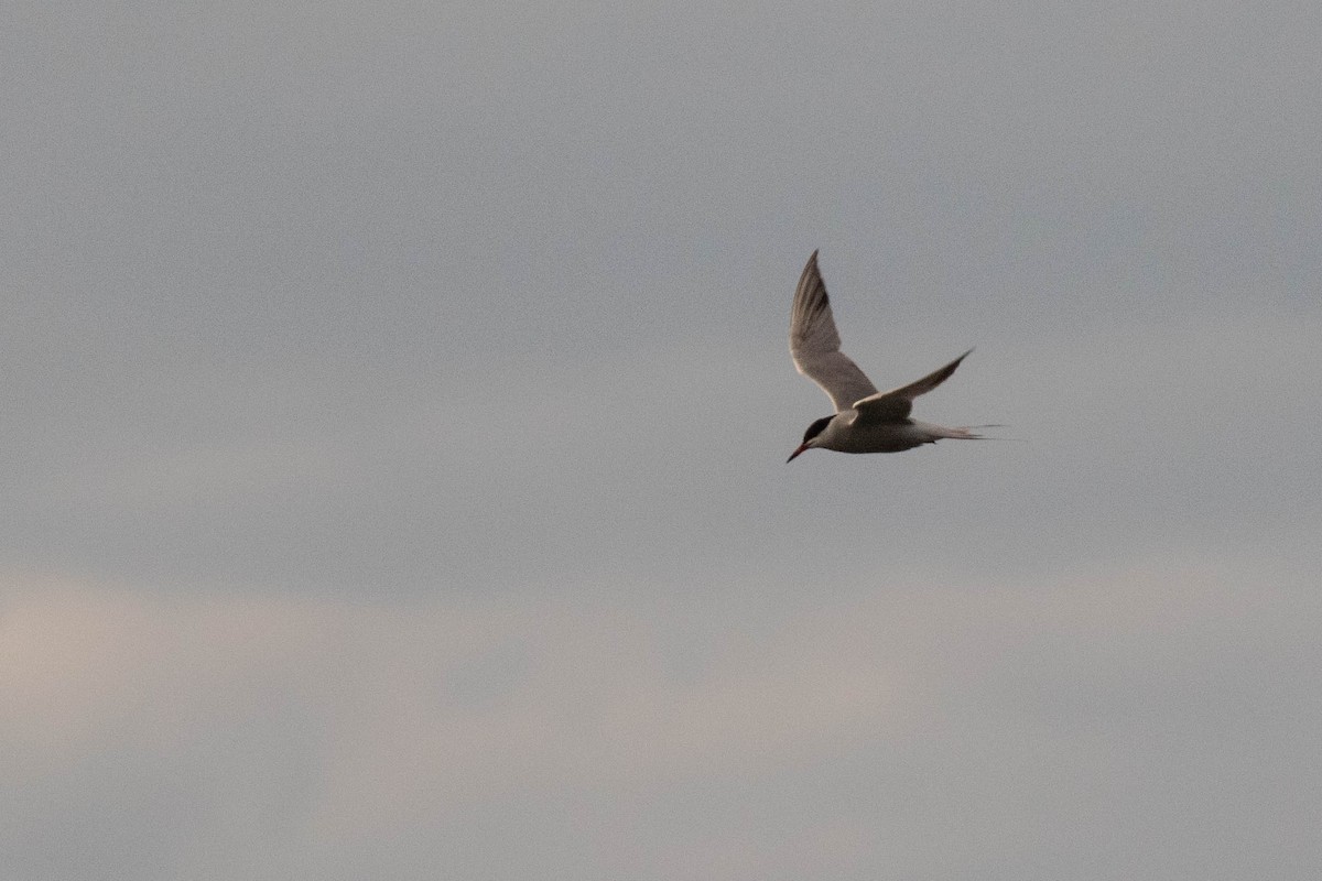 Common Tern - ML342381331