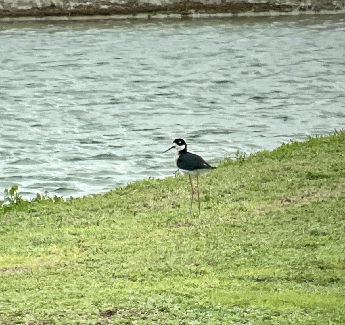 Black-necked Stilt - ML342381751