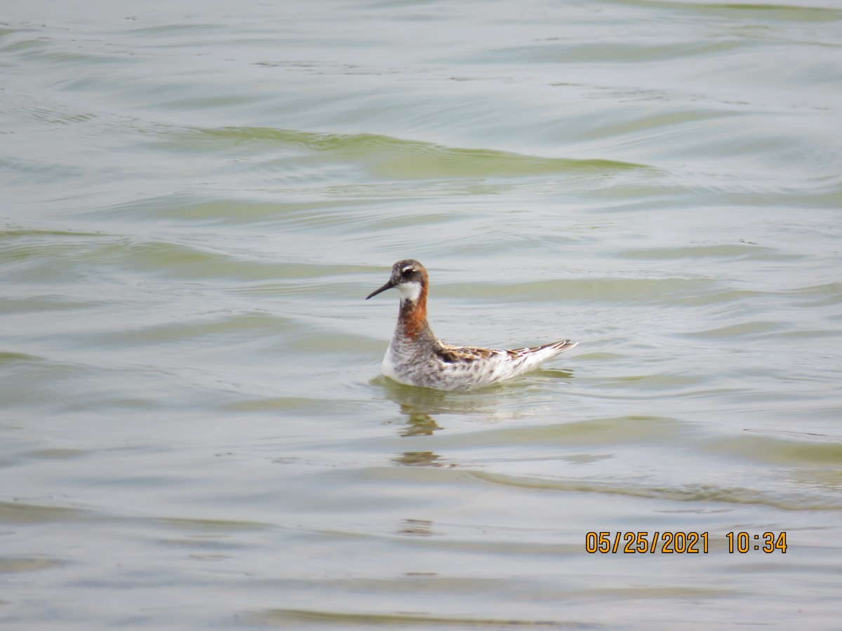 Нарийн сэлээхэй - ML342381951