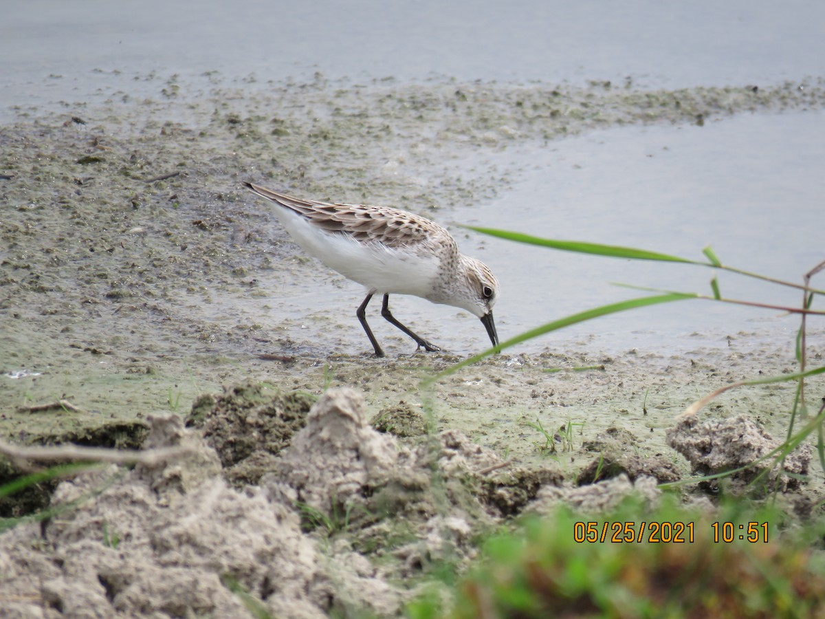 ヒレアシトウネン - ML342382151