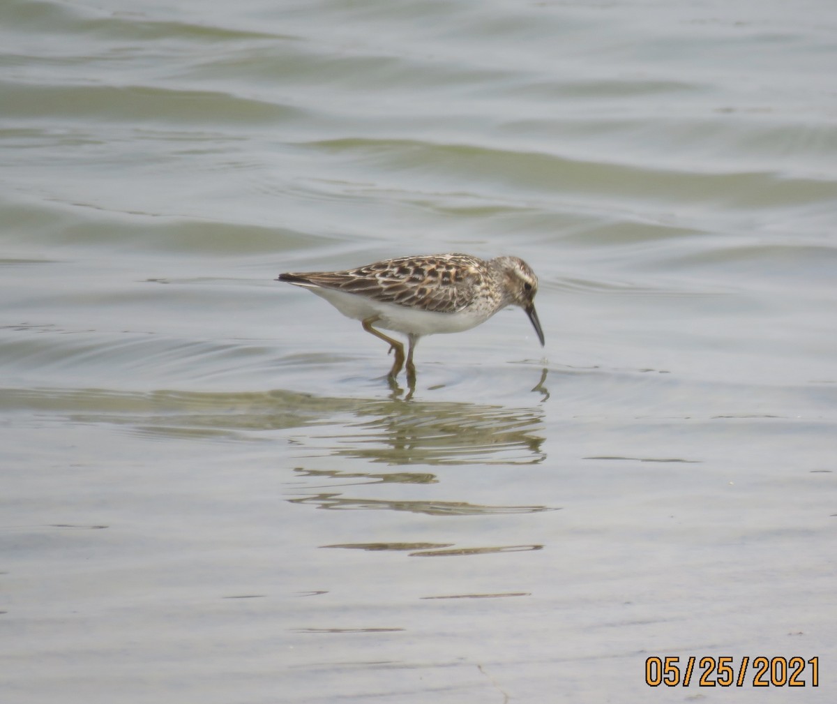 Least Sandpiper - ML342382331