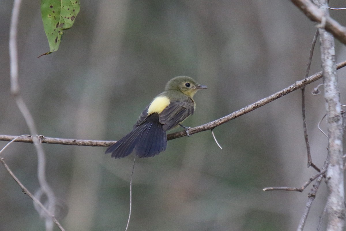 Black-tailed Flycatcher - Ian Thompson