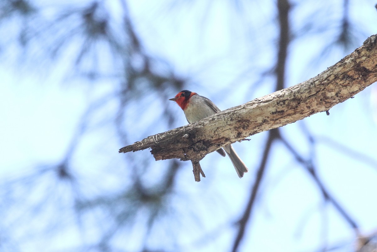 Red-faced Warbler - ML342384001