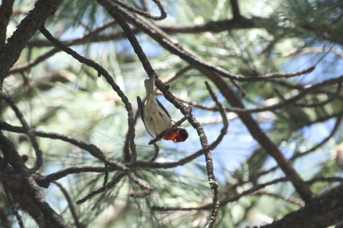 Red-faced Warbler - ML342384071