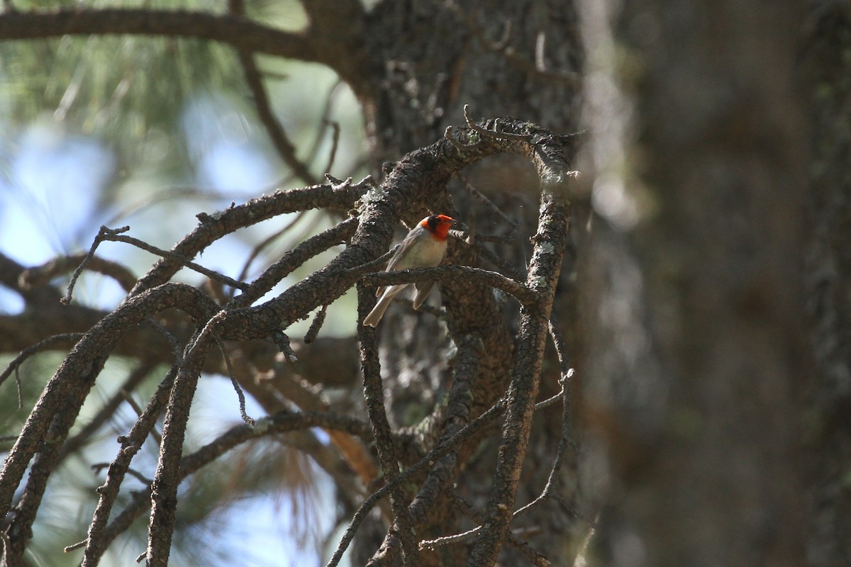 Red-faced Warbler - ML342384211