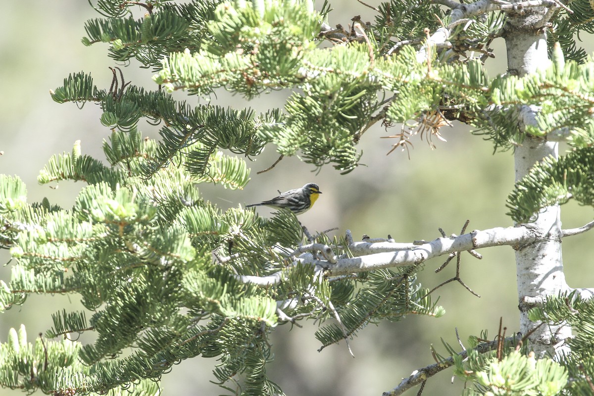 Grace's Warbler - ML342384301