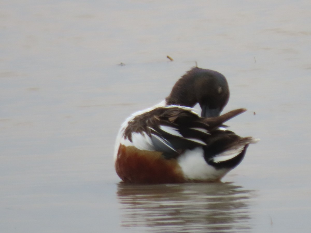 Northern Shoveler - ML342385041