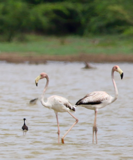 American/Greater Flamingo - ML34238601