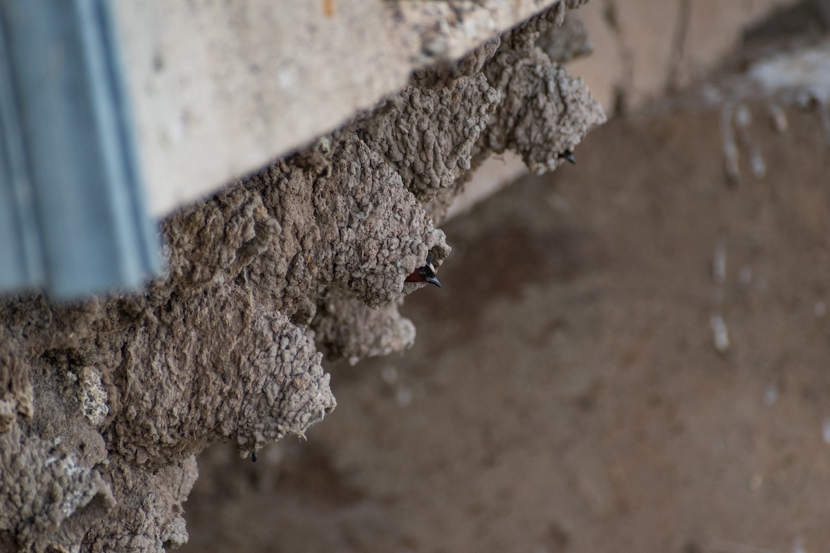 Cliff Swallow - ML342387351