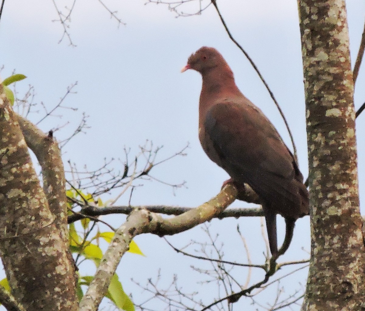 アカハシバト - ML34238741