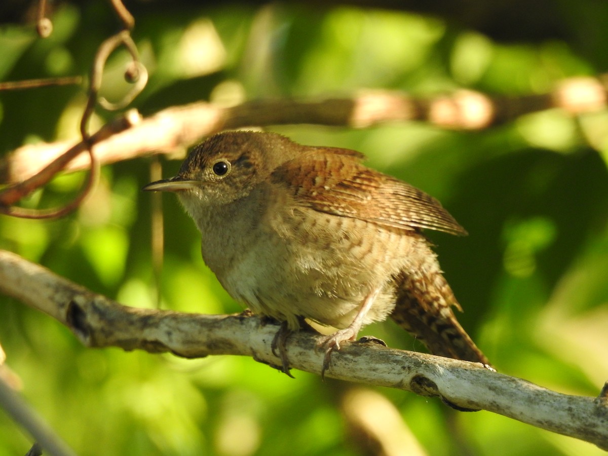 House Wren - Mary  McMahon