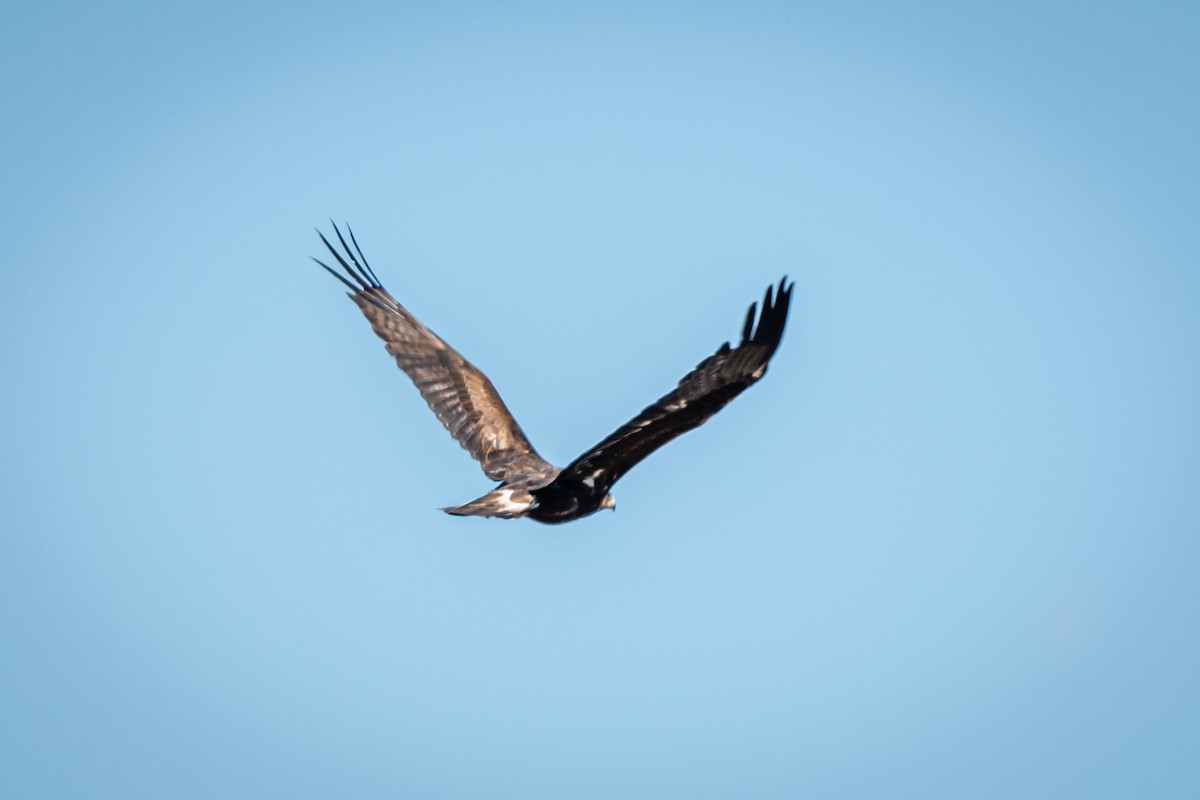 Águila Real - ML342389181