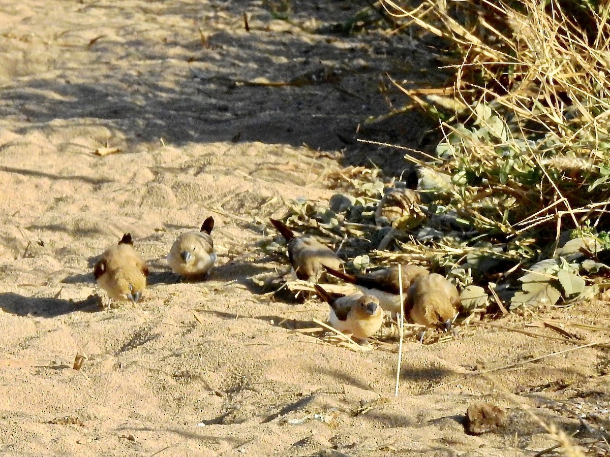 African Silverbill - ML342389951