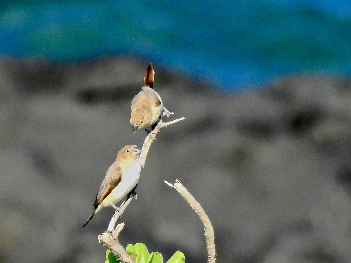 African Silverbill - ML342389961