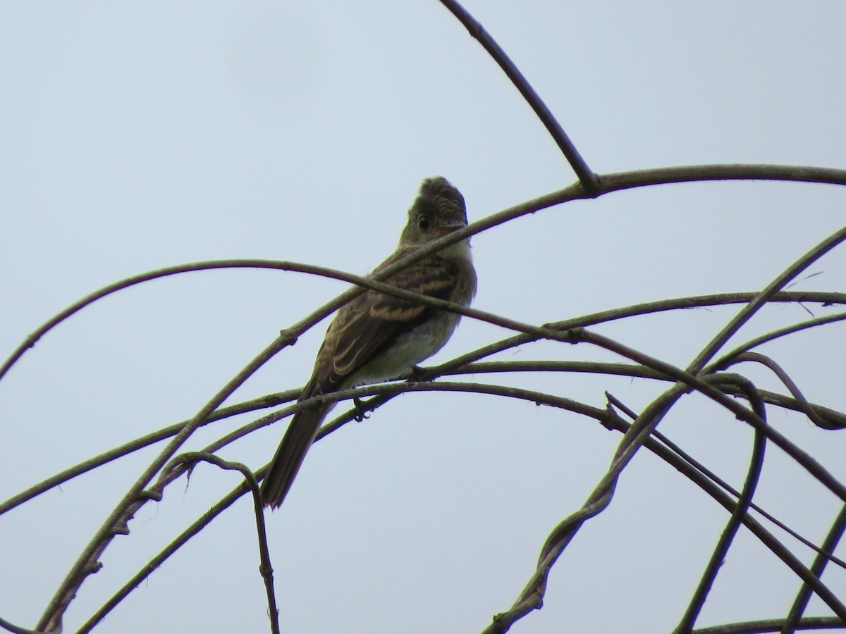 Northern Tropical Pewee - ML34239121