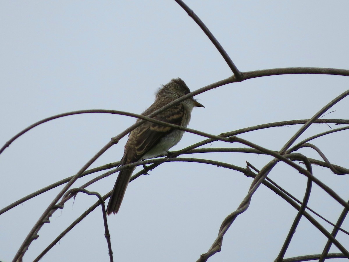 Northern Tropical Pewee - ML34239141