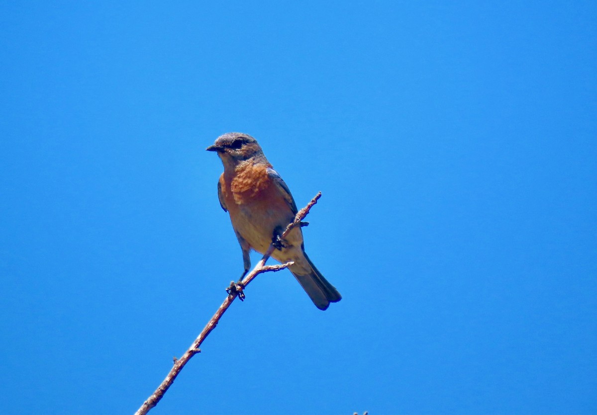 Western Bluebird - ML342392131
