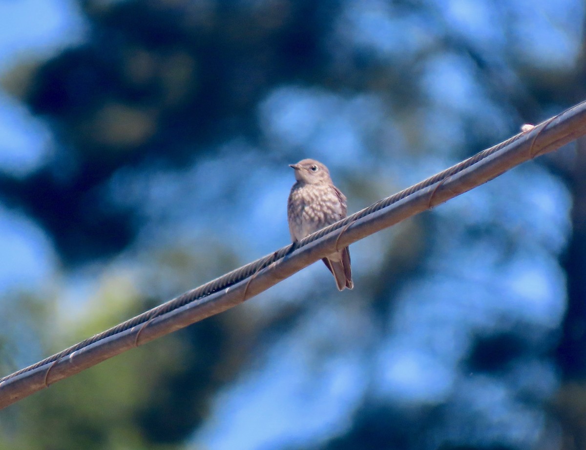 Western Bluebird - ML342392461