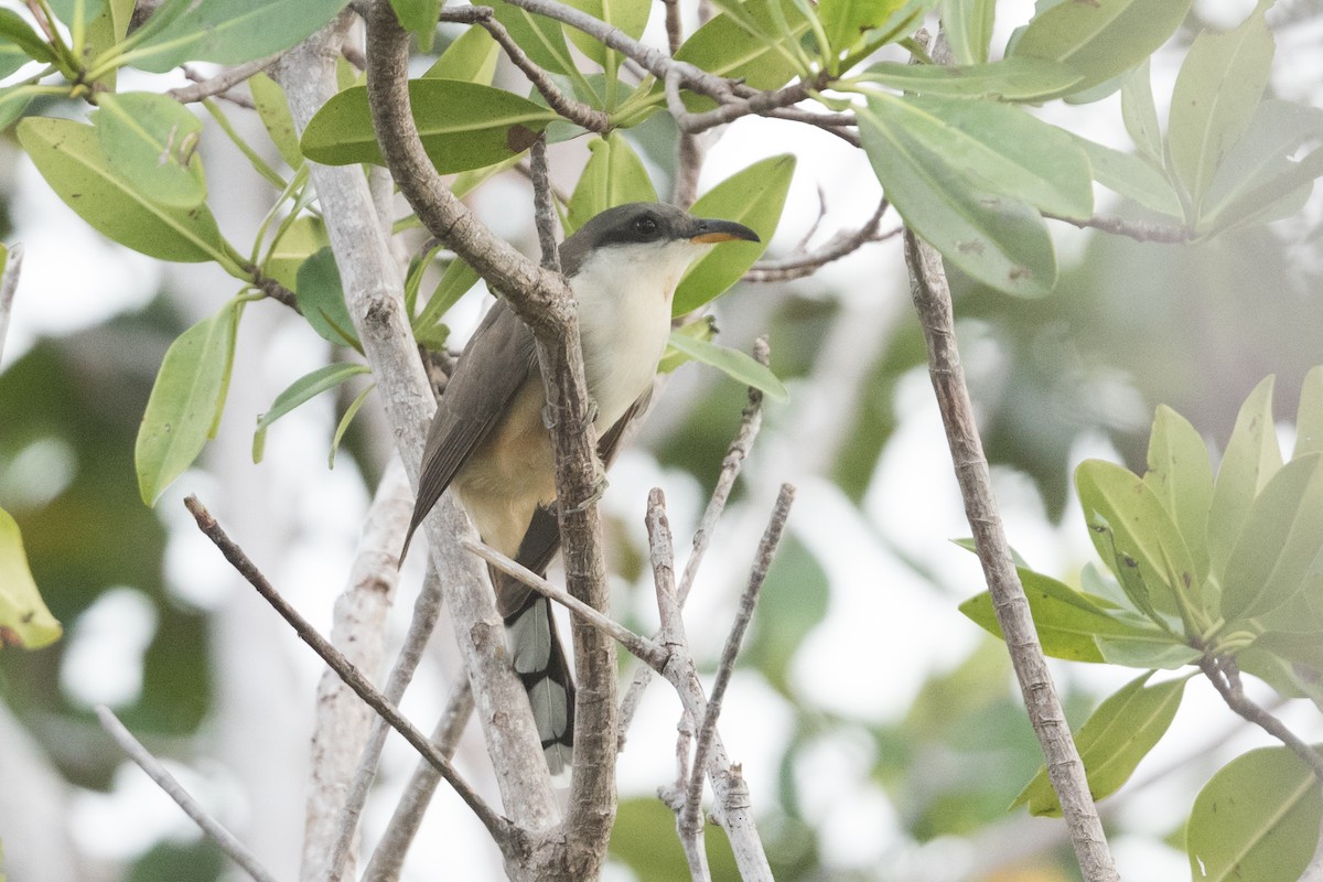 Mangrove Cuckoo - ML342392721