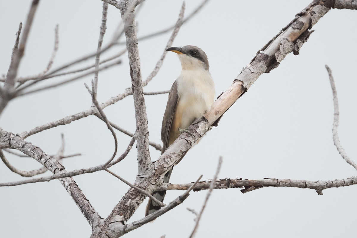 Mangrove Cuckoo - ML342392791