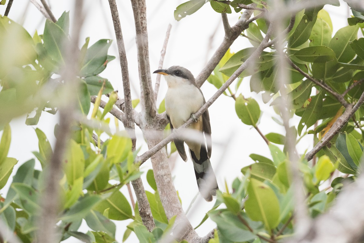 Mangrove Cuckoo - ML342392891