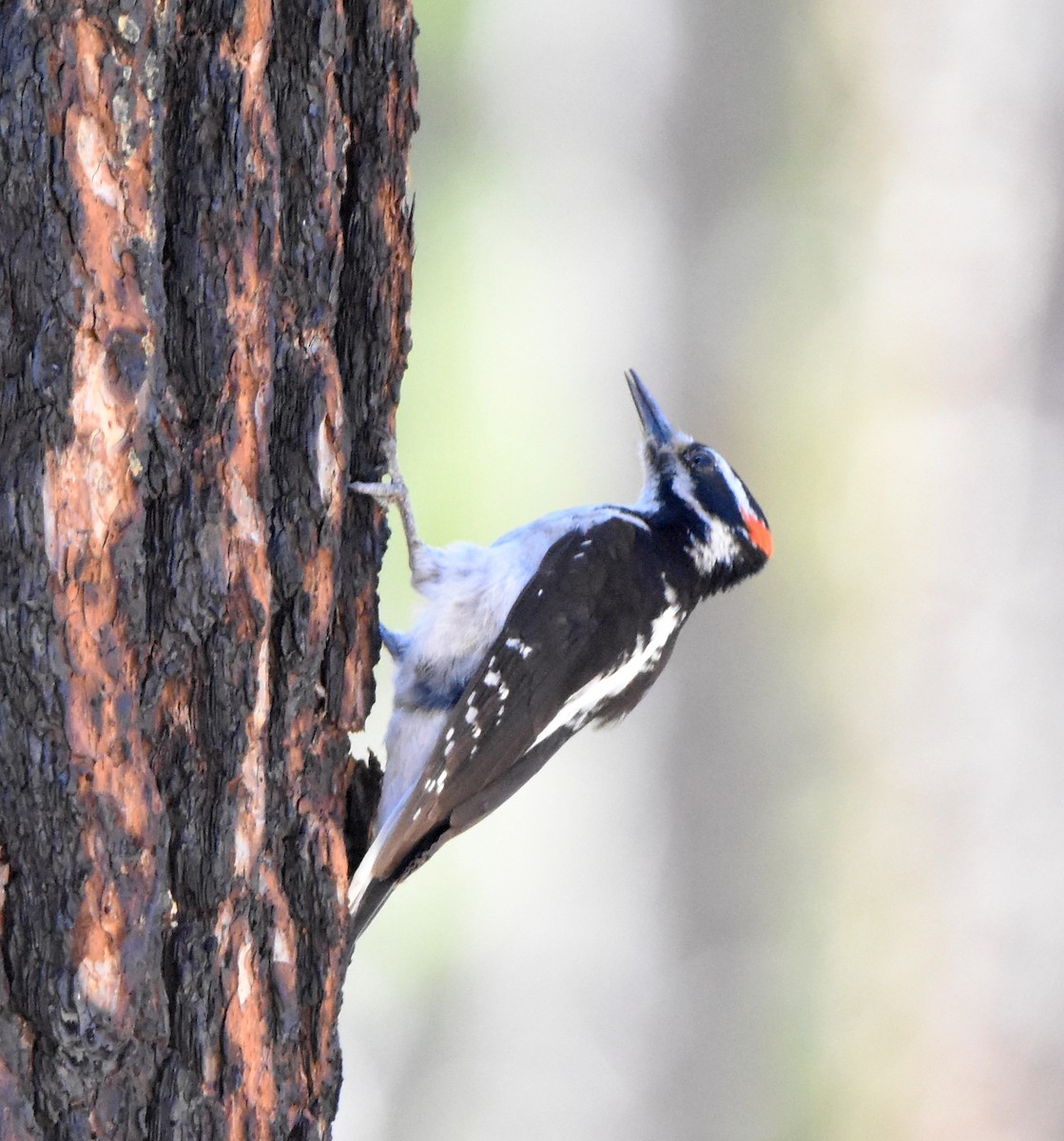 Hairy Woodpecker - Erik Johnson