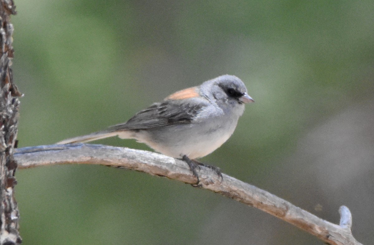 Dark-eyed Junco - ML342394361