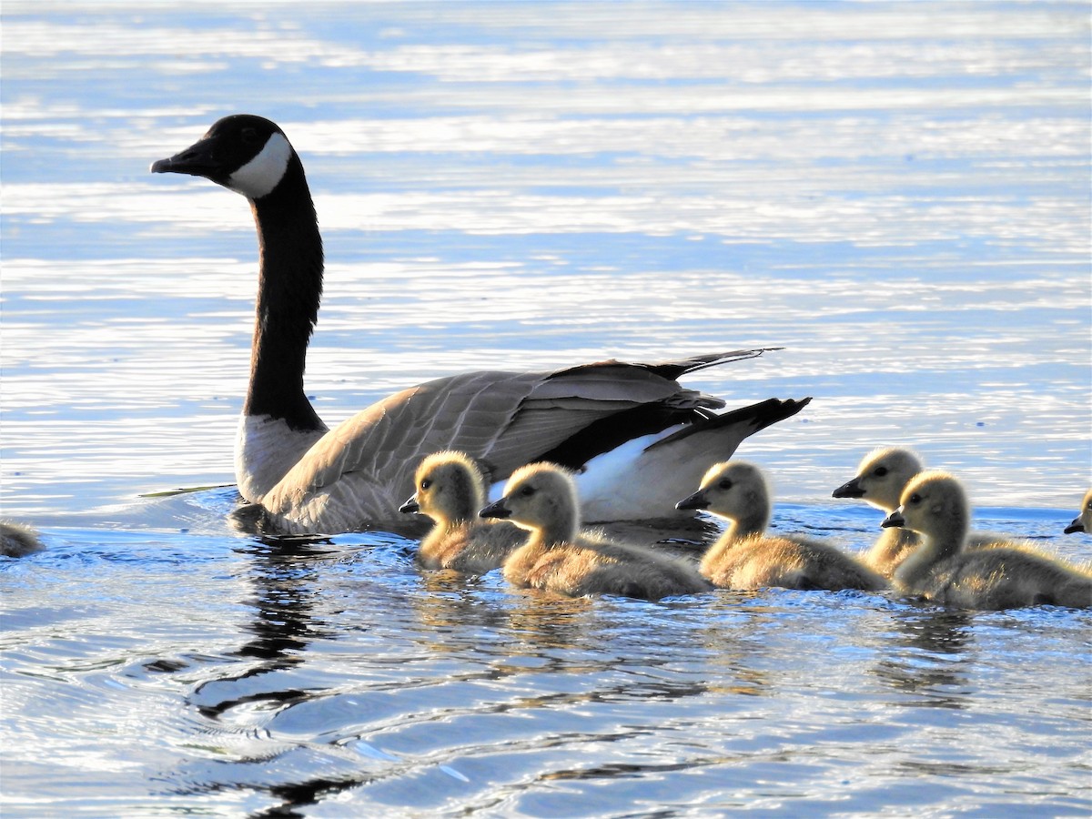 Canada Goose - ML342394821