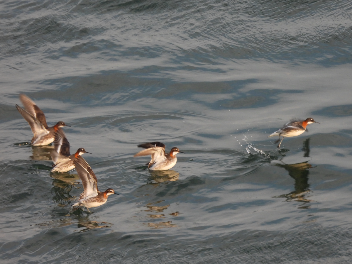 Red-necked Phalarope - ML342395111