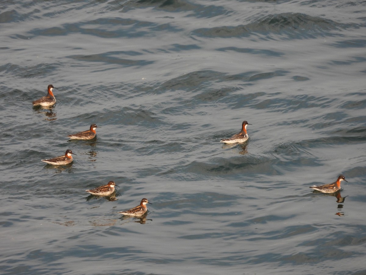 Phalarope à bec étroit - ML342395261