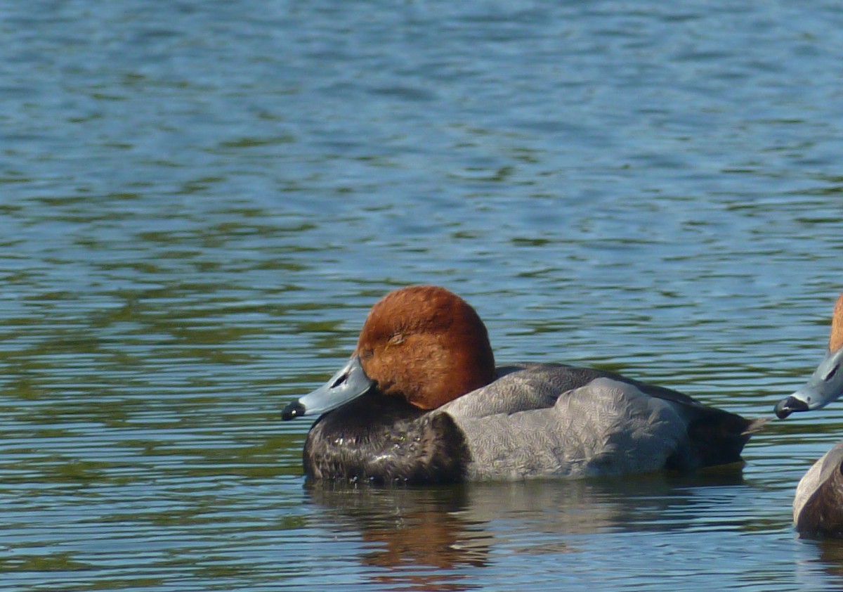 Redhead - ML342397321